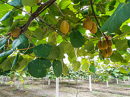 九游娱乐官方网站基地展示三